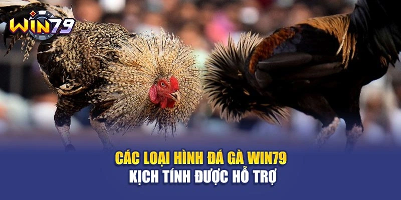 Các loại hình đá gà Win79 kịch tính được hỗ trợ